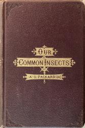 Our Common Insects: Cover